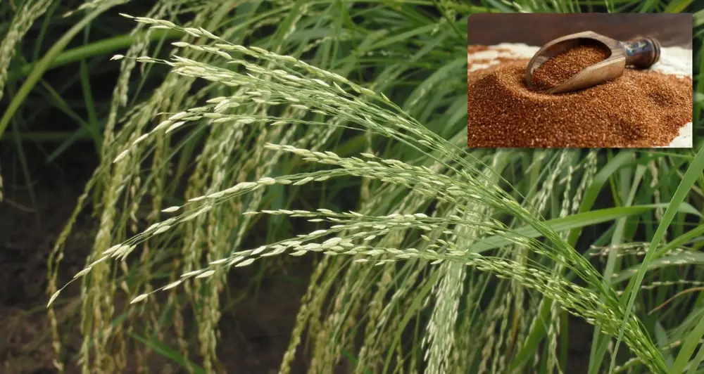Teff Millet
